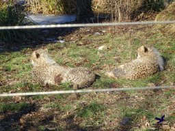 Tiergarten Schönbrunn am 27.01.2026